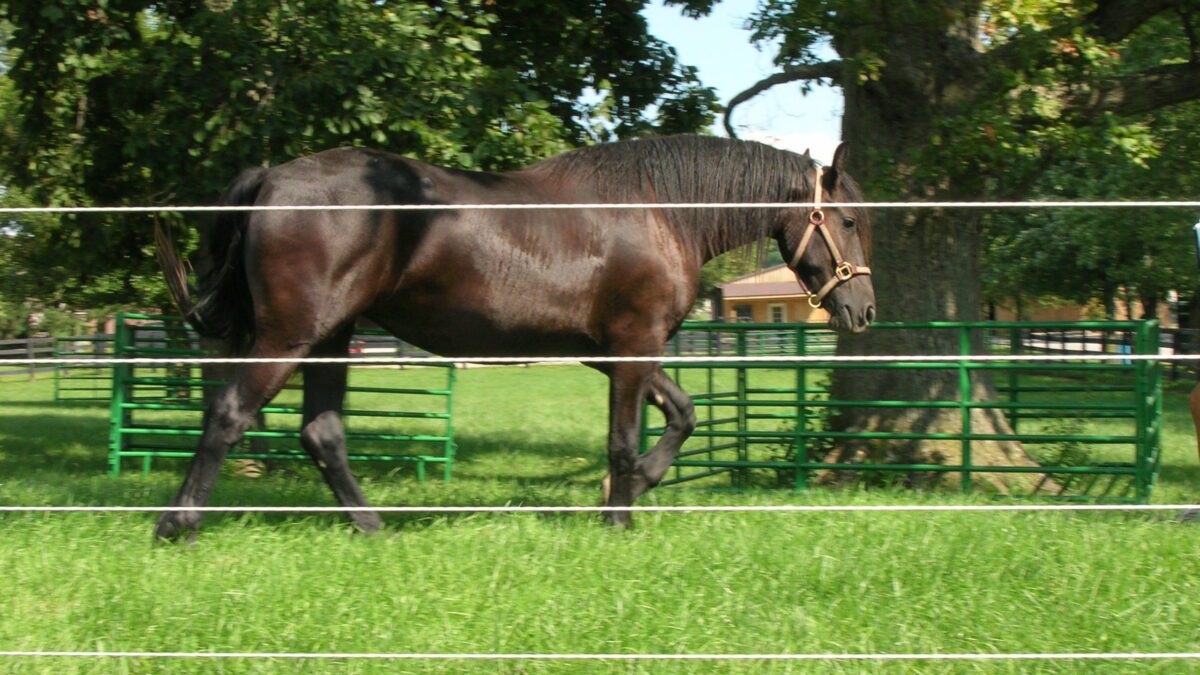 Horse in pasture standing behind electric fence