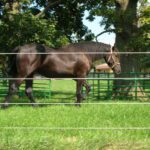 Horse in pasture standing behind electric fence