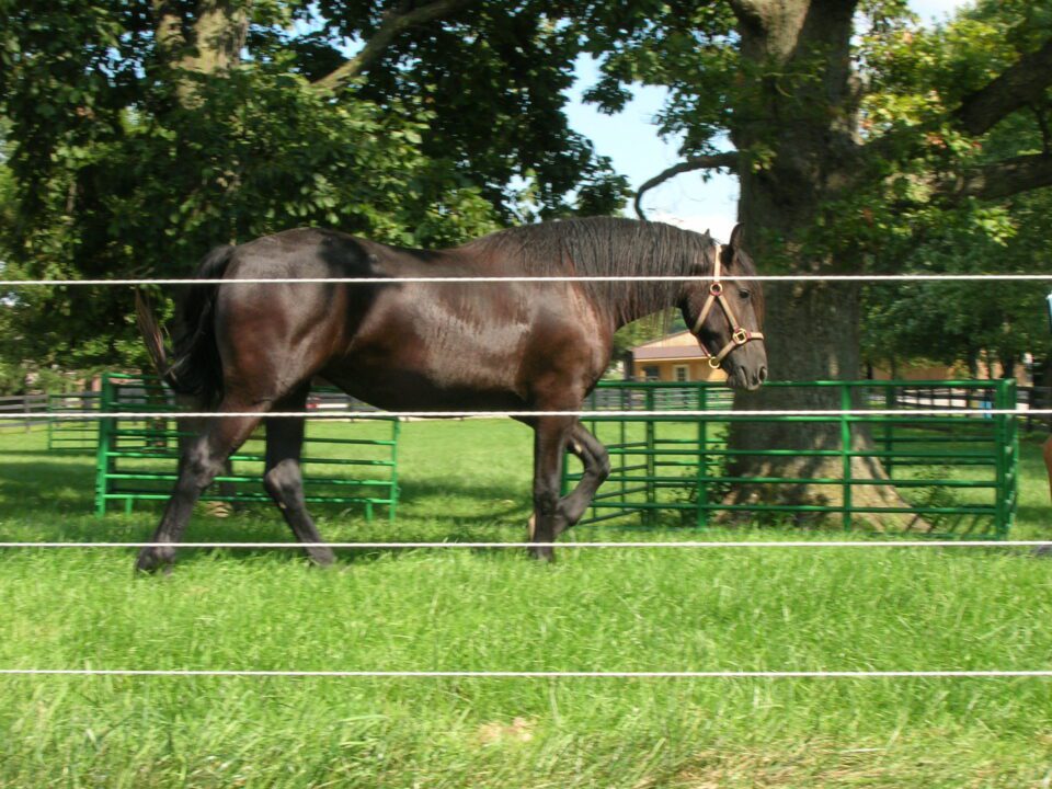 Horse in pasture standing behind electric fence
