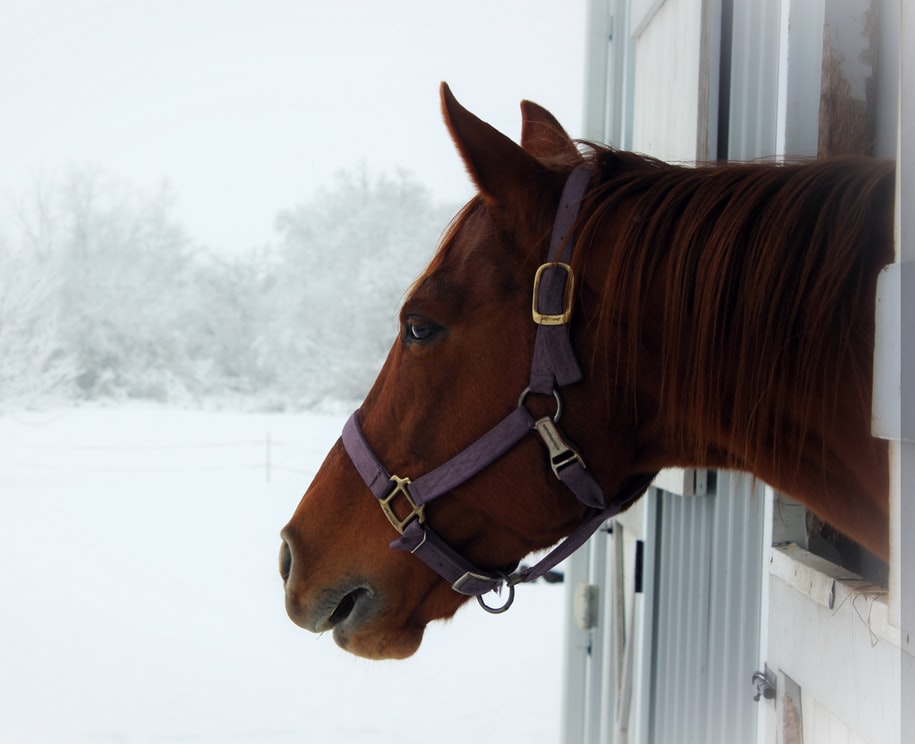 horse in barn during winter