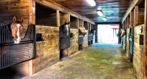 horses in barn hanging their head out of horse stalls