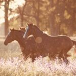 Horses walking in field