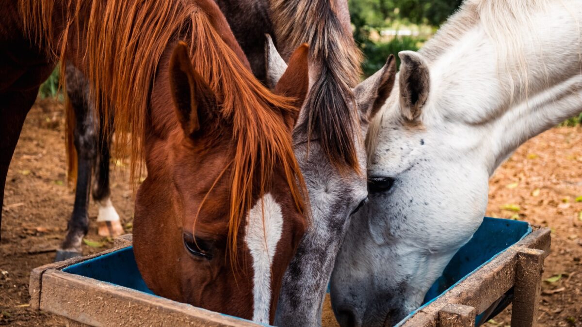 three horses feeding at a horse feeder