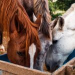 three horses feeding at a horse feeder