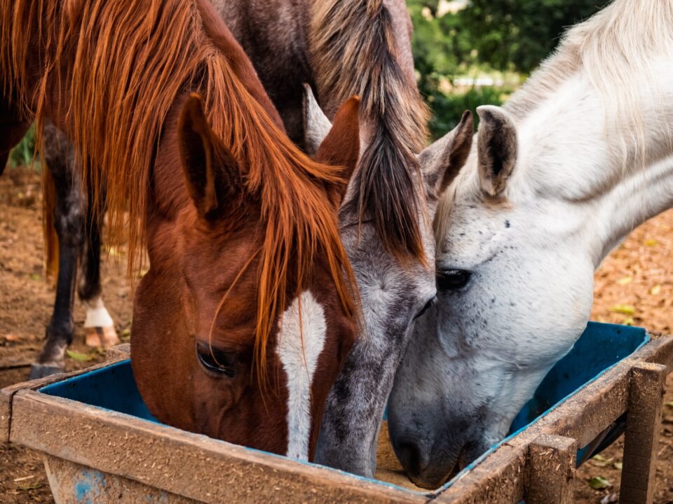 three horses feeding at a horse feeder