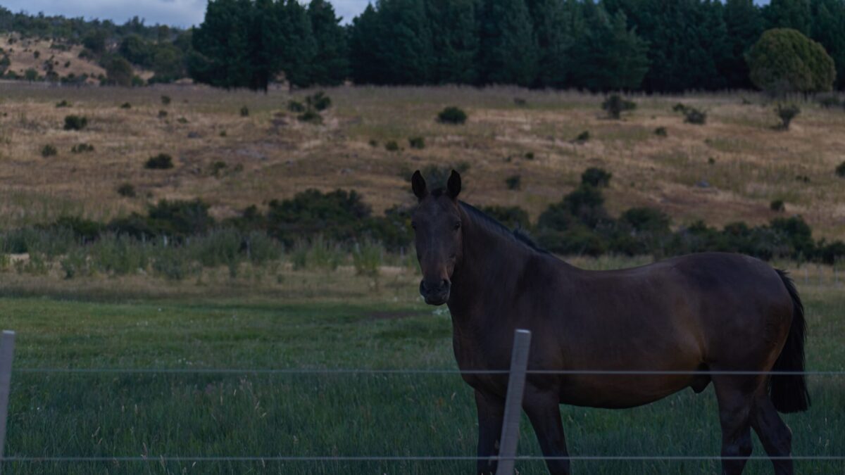 dark brown horse in pasture behind wired fence in the evening
