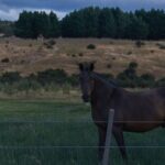 dark brown horse in pasture behind wired fence in the evening