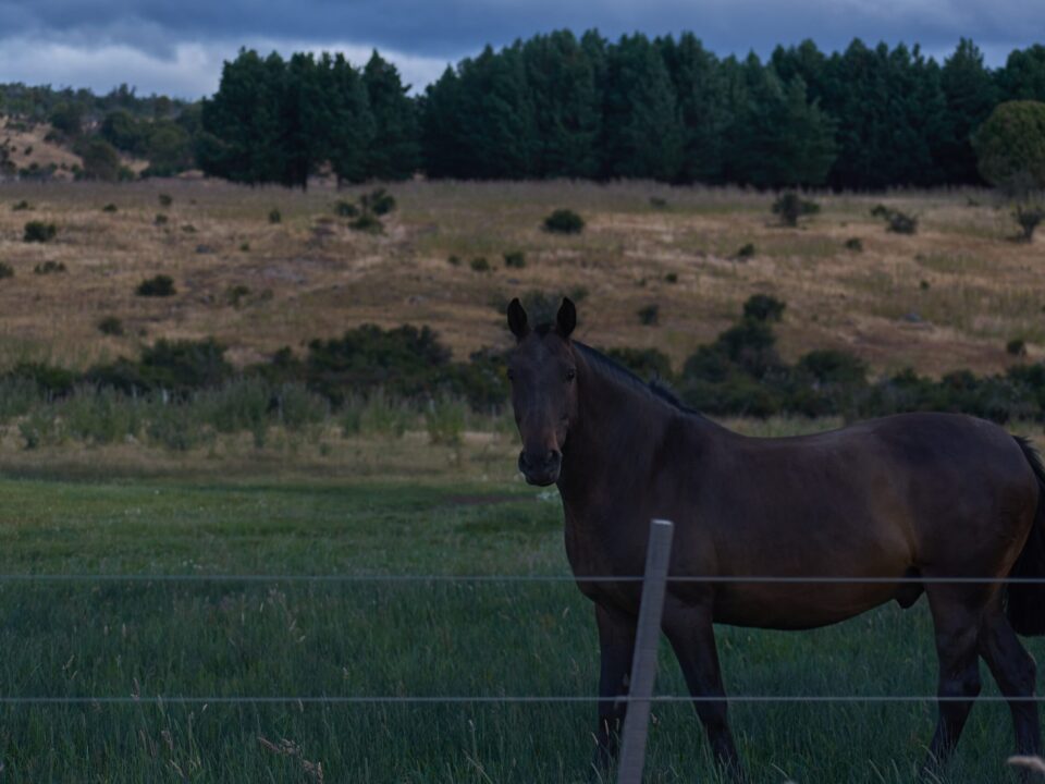 dark brown horse in pasture behind wired fence in the evening