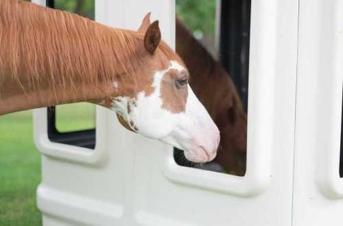 Cashmans All Weather Hay Feeder - Image 5
