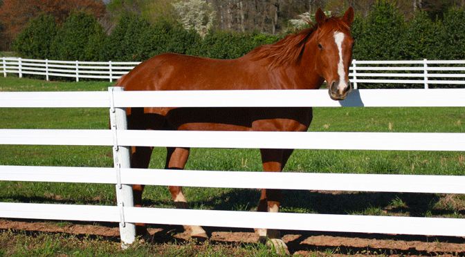 Centaur 5" Cenflex Fence