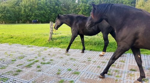 Stable Ground Mud Solution