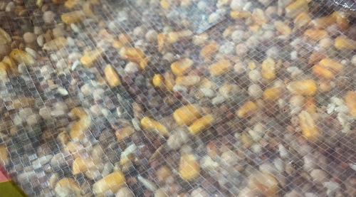 Pigeon Food with Corn