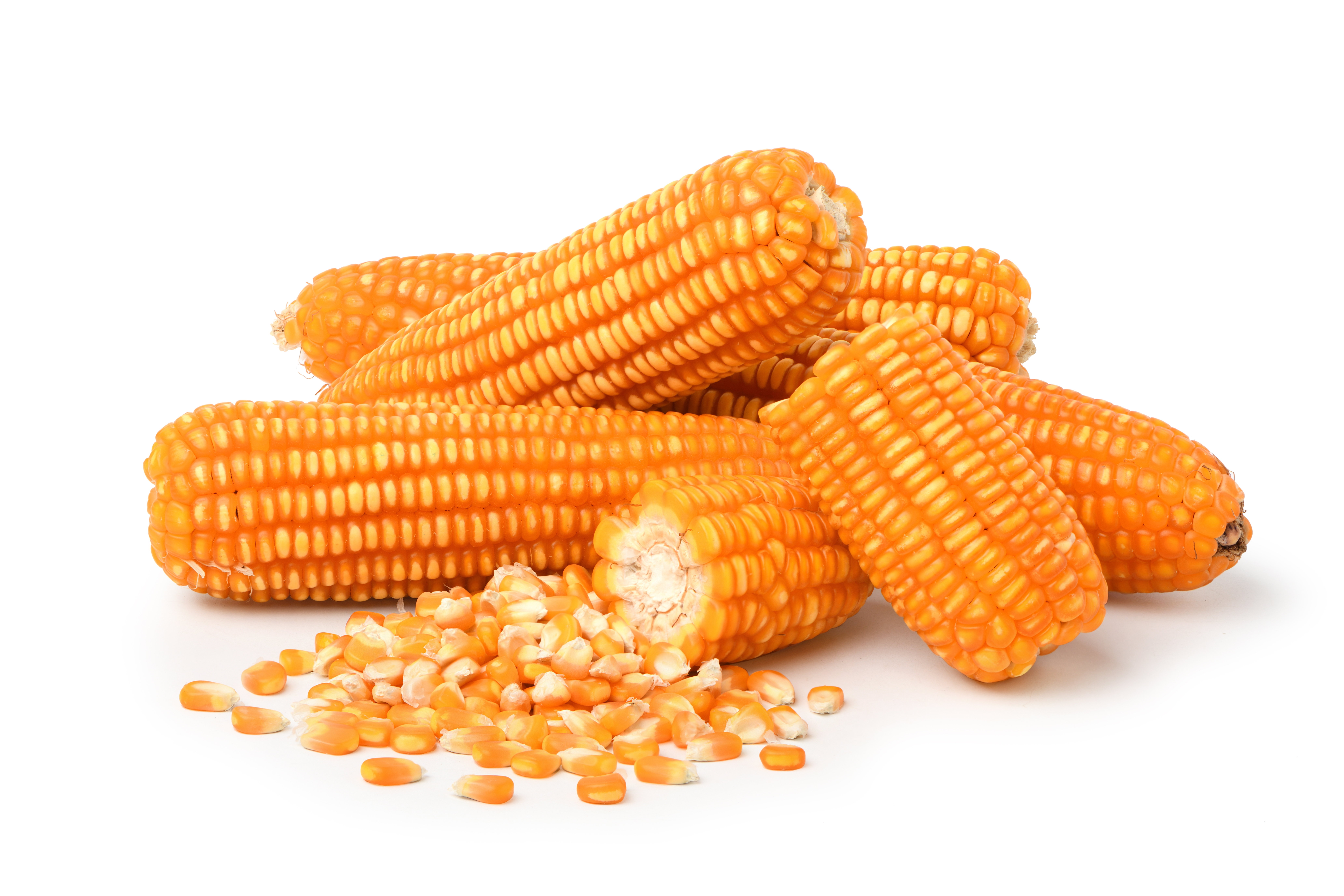Ear Corn