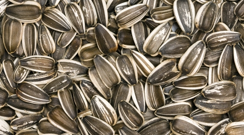 Striped Sunflower Seeds