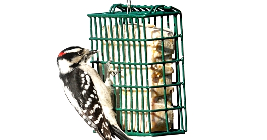 Suet Cakes for Birds