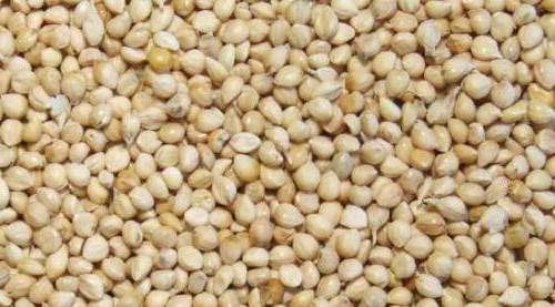 White Millet